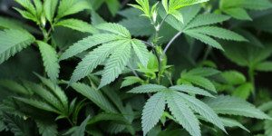 cannabis plants